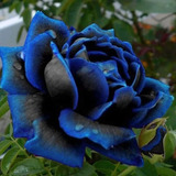  Rosa Azul Nemesis + Abono