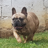 Bulldog Francês Padreador Blue Fawn Inseminação