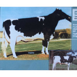 300 Dosis Semen Bovino Holstein/ Holando