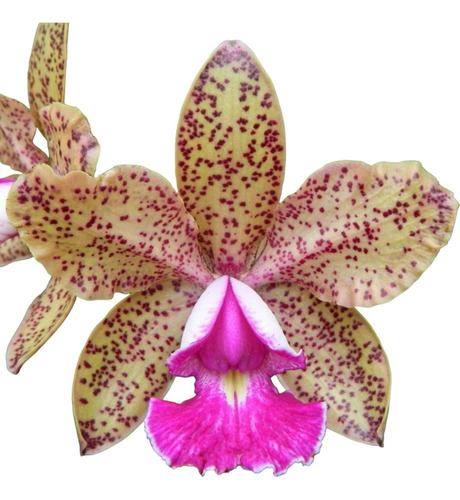 Orquídea Cattleya Pão De Açucar Adulta Bem Formadas Promoção
