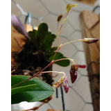 Pabstiella Hians - Micro Orquídea - Planta Adulta! Linda! 