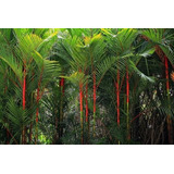 Palma Cystostachys Renda(areca Roja)