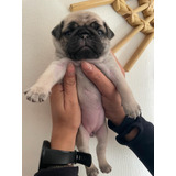 Pug Cachorro Hembras Disponibles 