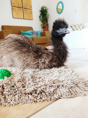 Filhotes Emu Australiano ( 10 Und )
