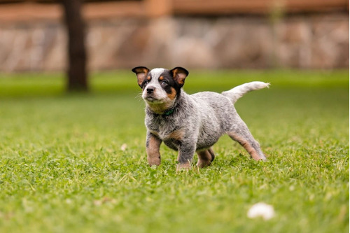 Pastor Ganadero Australiano Cachorro Disponible Medellín