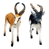 A 2x De Ciervos Antílope Springbok Modelo De Educativas Para