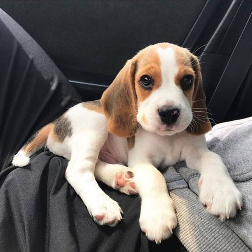 Beagle De 4 Meses Listo Para Irse De Vacaciones!