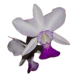 Orquidea Cattleya Walkeriana Poenani X Mazzetto