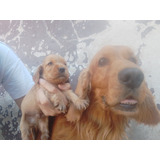 Cachorros Cocker Spaniel Ingles..!c