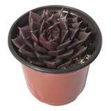 Suculenta Black Prince (echeveria Black Prince) En Maceta