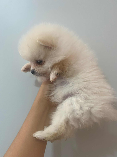 Cachorritos Pomerania Mini  Raza Pura