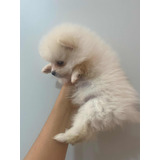 Cachorritos Pomerania Mini  Raza Pura