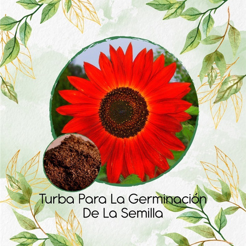 Turba Canadiense Especial Para Semillas De Girasol Rojo