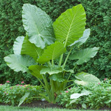 Alocasia Oreja De Elefante 3l + Maceta Premium N18 Deco