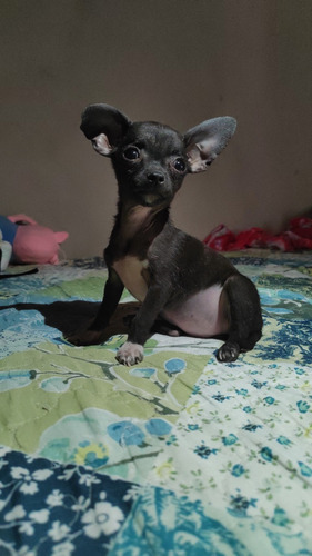 Perrita Chihuahuita Mini Tacita De Te 