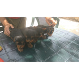 Cachorros Yorkshire Terrier 