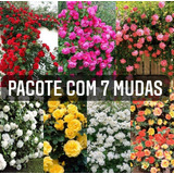 Pacote Com 7 Mudas De Rosas Trepadeiras Enxertadas