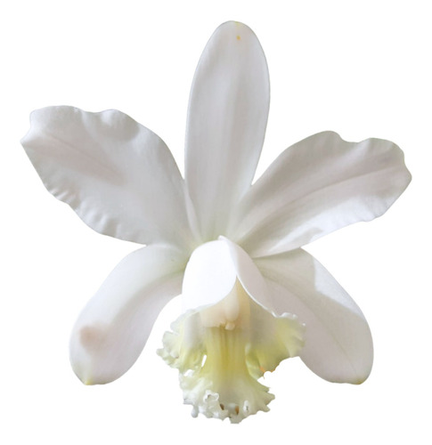 Orquídea Cattleya Loddigesii Alba - Planta Pré Adulta