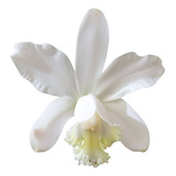 Orquídea Cattleya Loddigesii Alba - Planta Pré Adulta