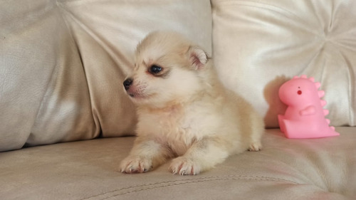 Cachorros Pomsky Lobo Miniatura Perros En Venta En Bello