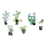 Pack De 6 Plantas Para Jardín Al Instante!