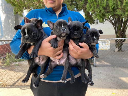 Hermosos Bulldog Francés 