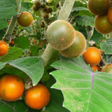 25 Sementes Naranjilla / Lulo - Frutífera - Sementes Frecas
