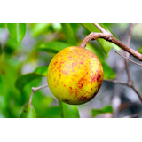 Mangaba Fruta Rara Exótica Do Cerrado - 30 Sementes P/ Mudas