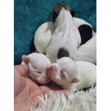 Hermosos Chihuahuas Mini Blancos