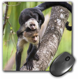 Mouse Pad Imagen Monos Capuchinos Corcovado 8 X 8 Pulgadas