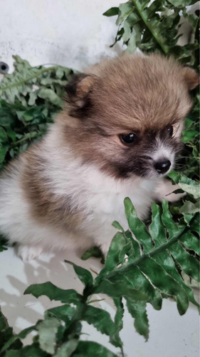 Lulu Da Pomerania