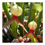 7 Semillas Carnivora Planta Cobra - Darlingtonia Californica