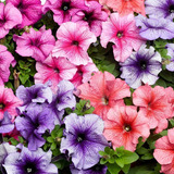 Semillas De Petunia Pendula Y A