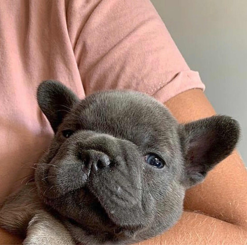 Vendo Cachorro Bulldog Francés Color Blue Precio Colombia 