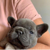 Vendo Cachorro Bulldog Francés Color Blue Precio Colombia 