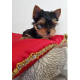 Bellos Yorkshire Terrier Miniatura Padres Inscritos