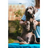 Terribleelegancia Weimaraner Mascotas Saint Daniel