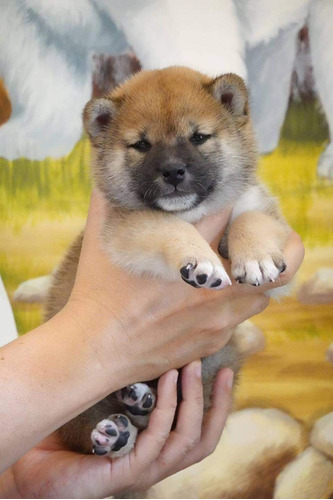 Cachorros Shiba Inu