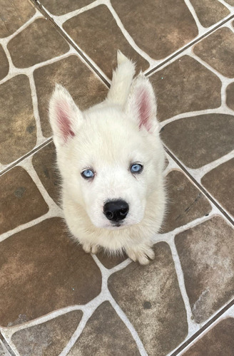 Filhote Husky Siberiano (( Leia O Anúncio))