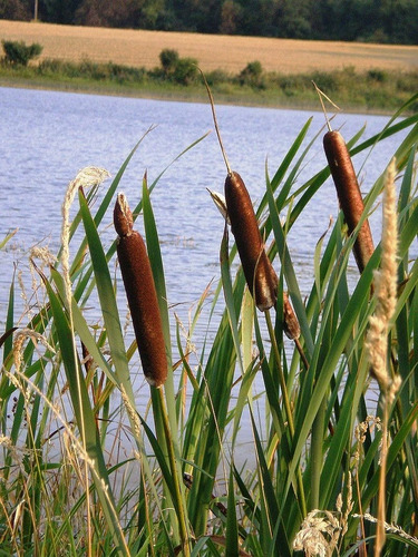 Semillas De Totora, Cattail Typha, Ideal Estanque