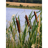 Semillas De Totora, Cattail Typha, Ideal Estanque