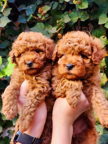 Cachorros Caniche Rojo Con Microchip Poodle Mini Toy Y Enano