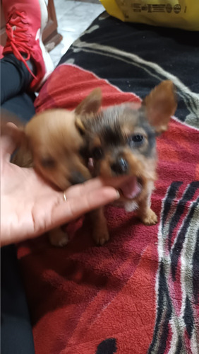 Chihuahua Cruza Con Yorkimachito Mini