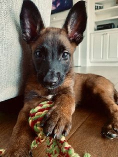 Perros Pastor Belga Malinois Puppy En Venta Buenaventura