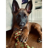 Perros Pastor Belga Malinois Puppy En Venta Buenaventura