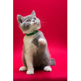 Filhote De Gato British Shorthair Bicolor - Miau British