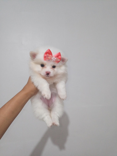 Filhote Fêmea Da Raça Spitz Alemão Lulu Da Pomerania Poms 