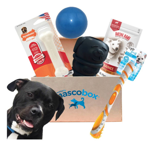 Mascobox Kit Mordelon Juguete Pelota Super Resistent Pitbull