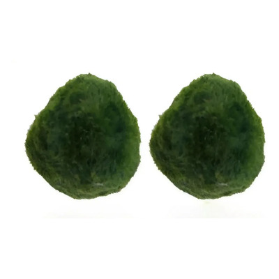 2 Piezas Bolas En Miniatura Algas Bolas Musgo (3cm)