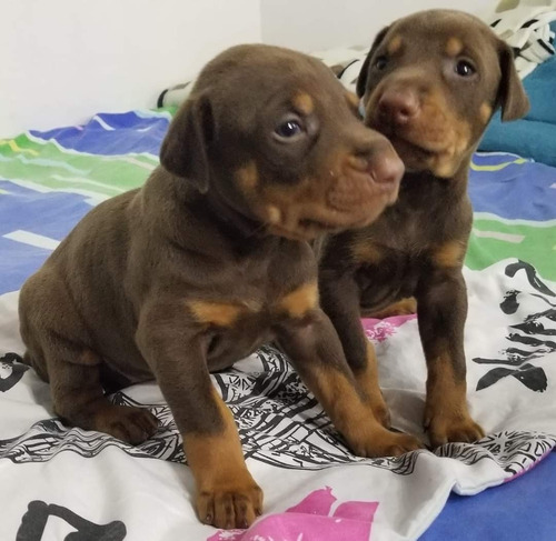 Doberman En Venta Mascotas Medellin